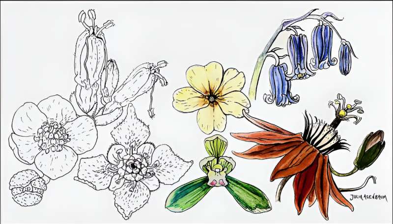 Floral Time Travel: Flowers Were More Diverse 100 Million Years Ago Than They Are Today