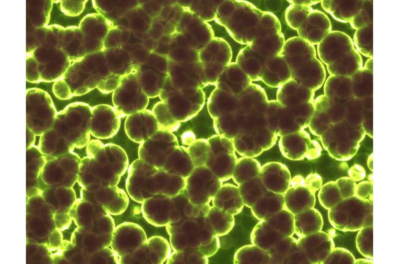 bacteria