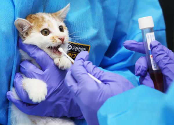 一名兽医正在取一只猫的样本